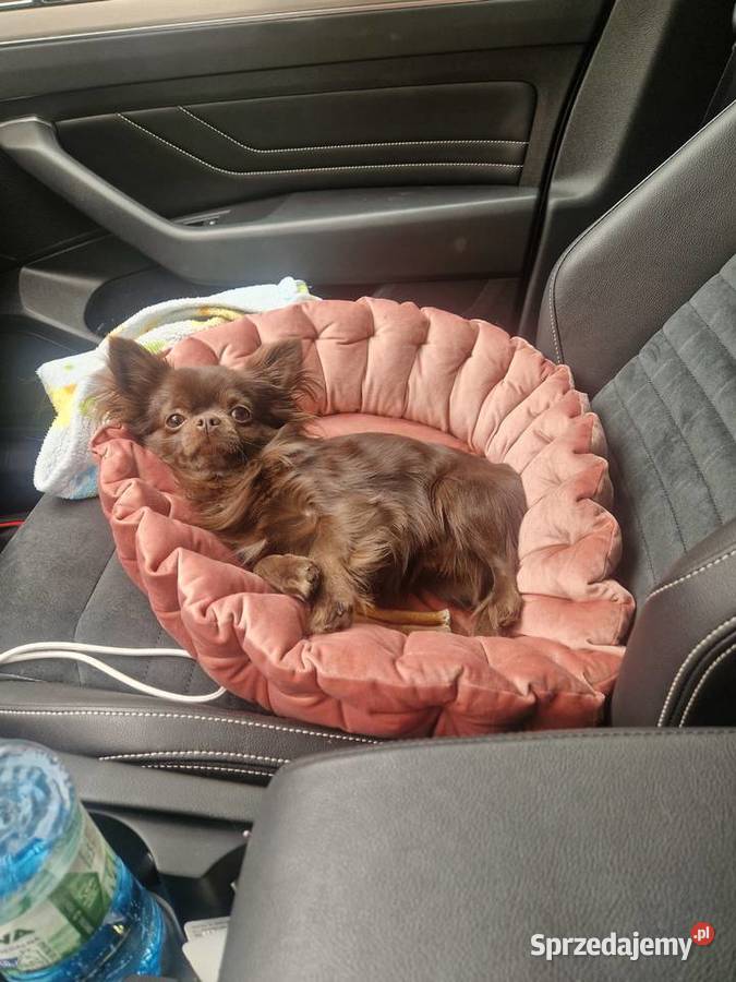 Piekny reproduktor Chihuahua długowłosy Piła