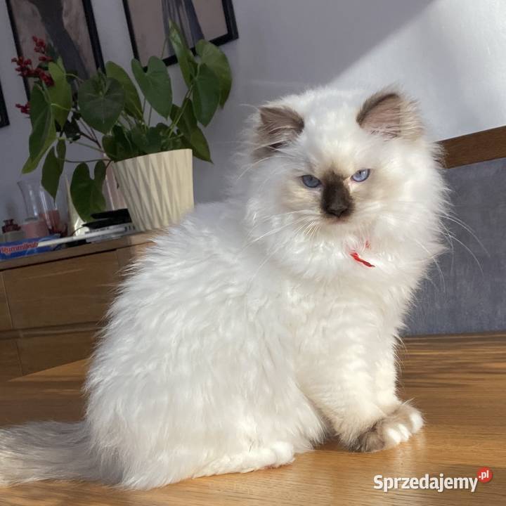Kotka hodowlana ragdoll gotowa do odbioru sprzedam