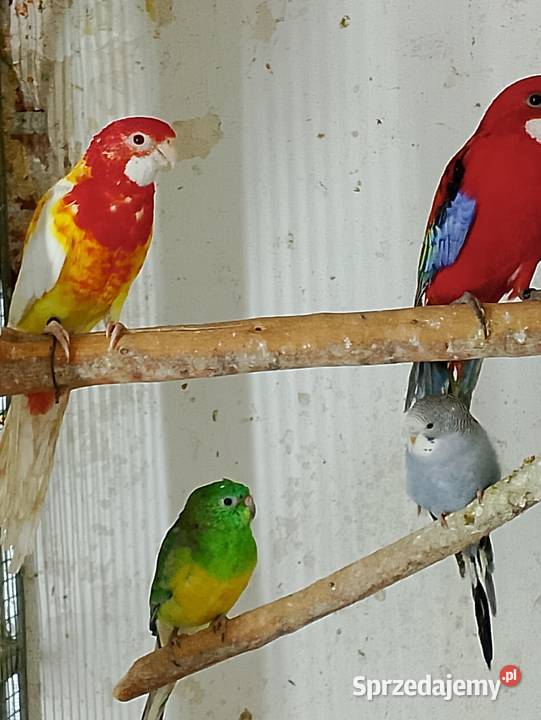 Papugi rozelle białolice nimfy świergotki opolskie Strzeleczki