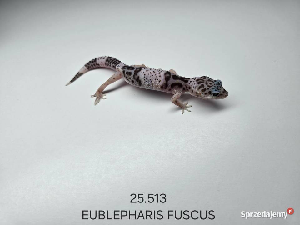 Eublepharis fuscus gekon śląskie Zawiercie