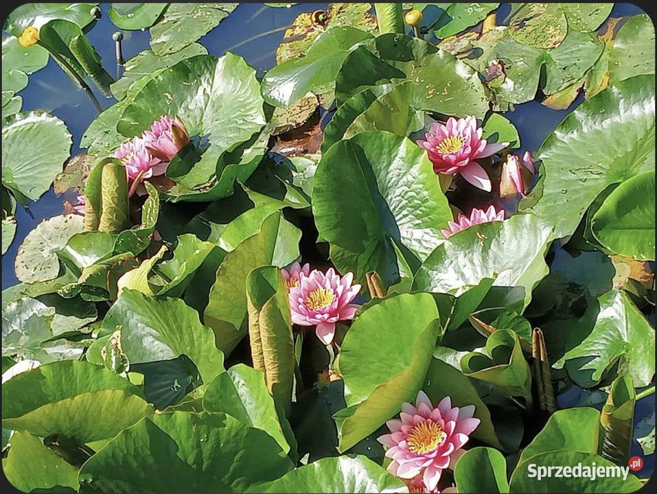 Lilie wodne do stawów i oczek wodnych Częstochowa