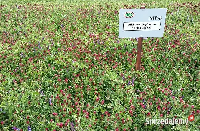 Mieszanka poplonowa ozima MP6 GORZOWSKA mazowieckie Otwock