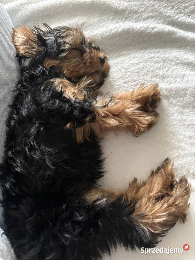 Yorkshire Terier Radzionków
