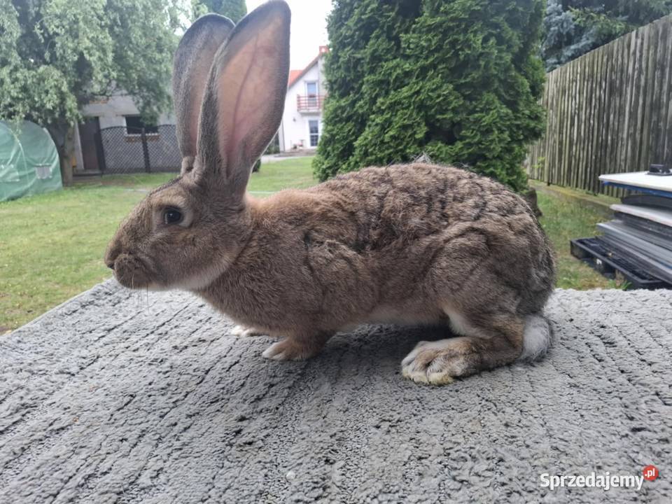 Olbrzymy belgijskie samczyki mazowieckie Nowe Kozłowice