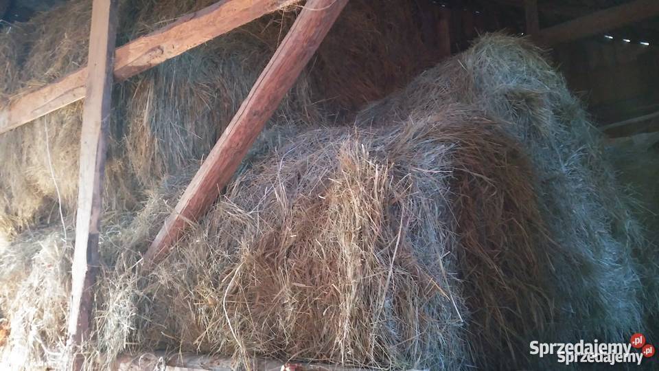 siano 2024 Pozostałe Pińczów