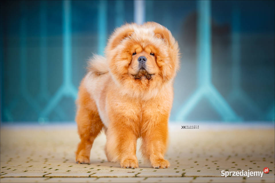 Chowchow z rodowodem badanych rodzicach Oświęcim