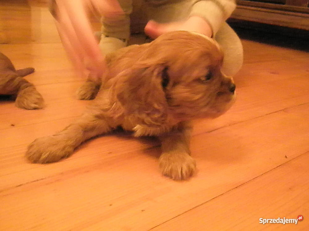 szczenię CAVALIER rubinowy klejnot mazowieckie Płońsk