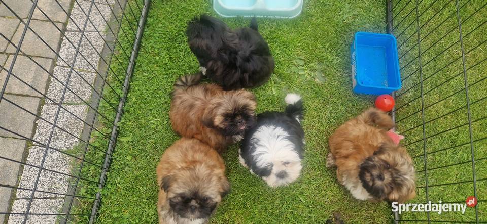 Shih Tzu Kamienica sprzedam
