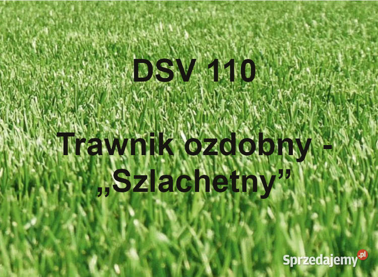 Nasiona traw DSV 110 na trawnik ozdobny „Szlachetny” 10kg