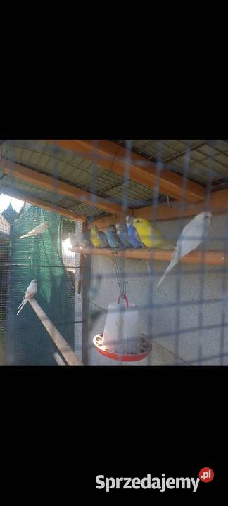 Papugi Sidzina sprzedam