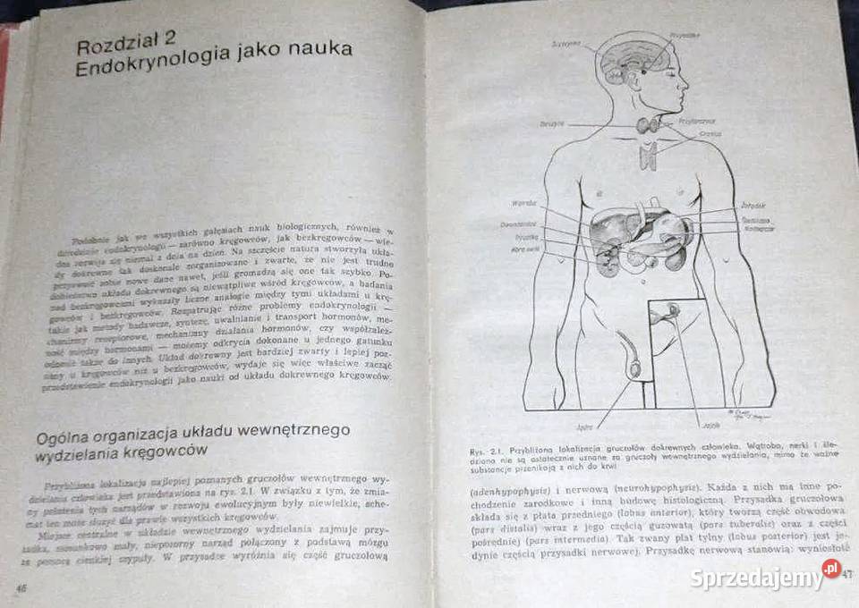 Endokrynologia ogólna C Donnell Turner Joseph T Pozostałe Chełm