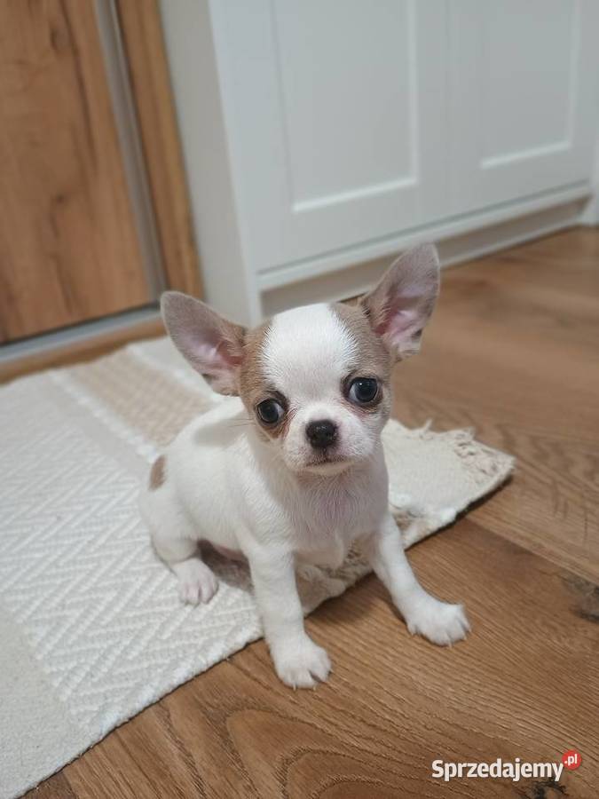 Chihuahua piękny chłopczyk łódzkie Kleszczów