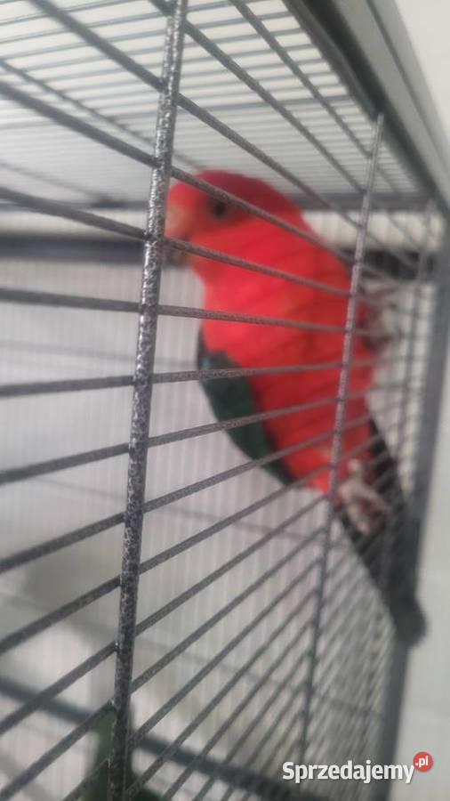 Papugi szkarlatki krolewskie Ptaki małopolskie Wieliczka sprzedam