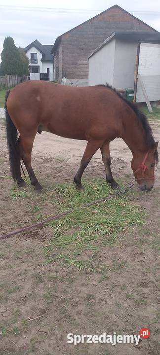 Sprzedam konia polskiego dwu letniego wałach Sieradz