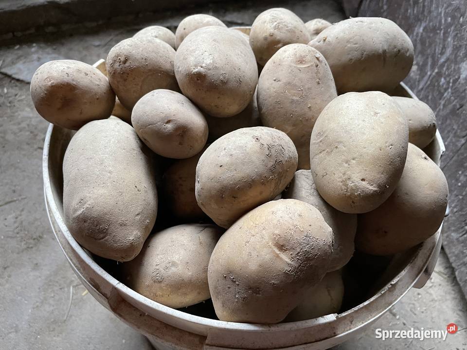 Sprzedam ziemniaki jadalne Rośliny okopowe Górno sprzedam