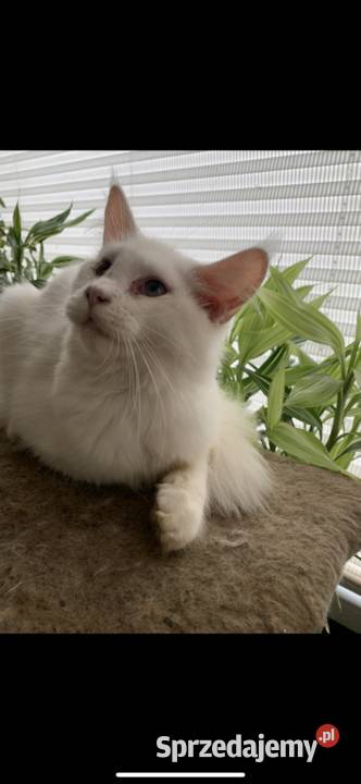 Biały kocurek xxl Maine coon sprzedam