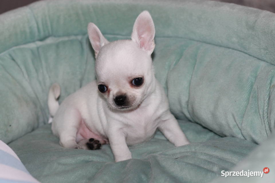 Gucci chihuahua ZKwP FCI prawdziwy rodowód Świnoujście