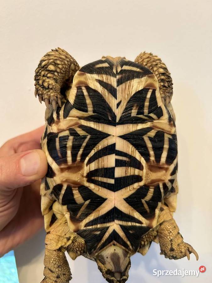 ŻÓŁW GWIAŹDZISTY Geochelone elegans podkarpackie