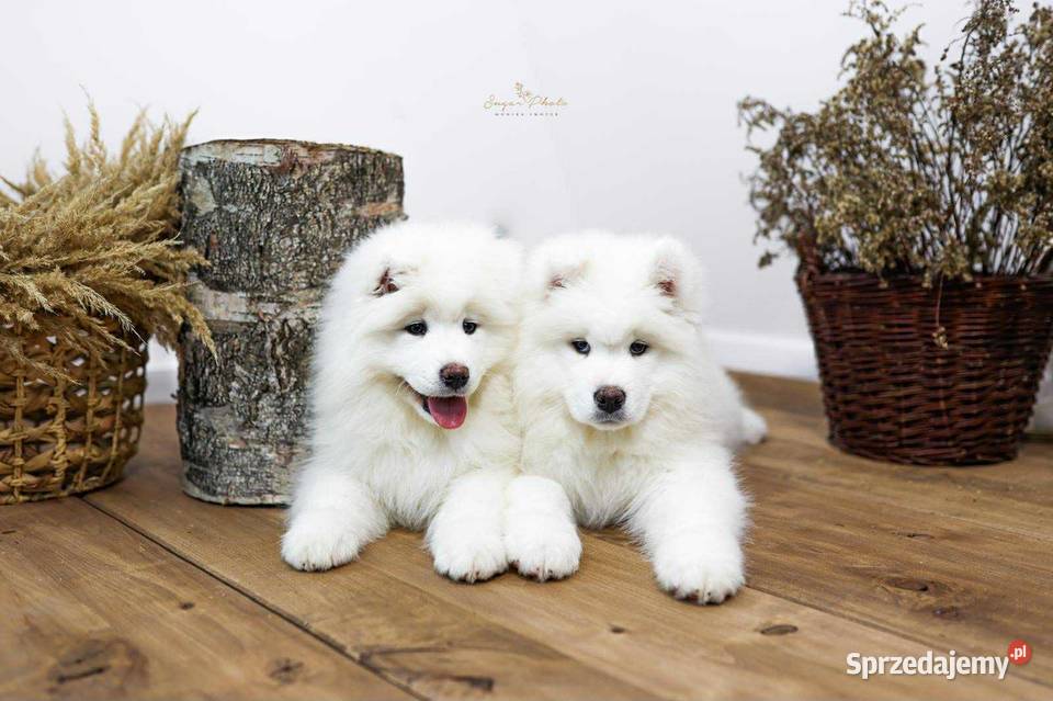 Samoyed