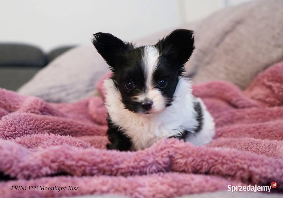 suczka papillon ZKwP FCI spaniel miniaturowy Warszawa