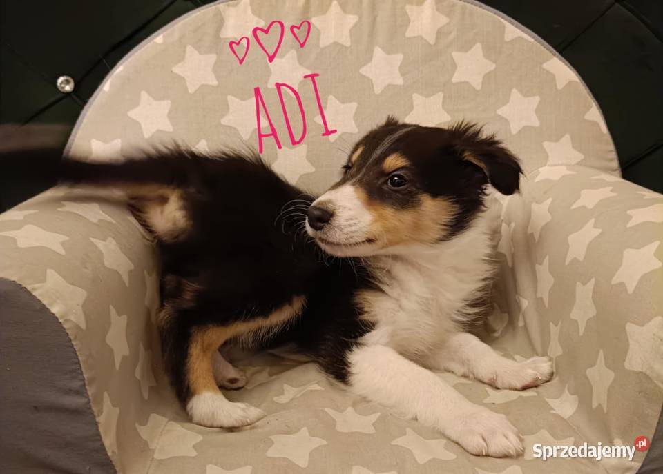 Owczarki szkockie Olsztynek sprzedam