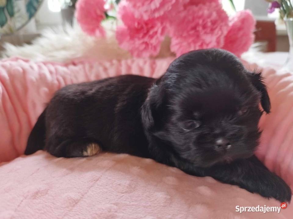 Shih Tzu Śliczne Maleństwa Zapraszamy sprzedam
