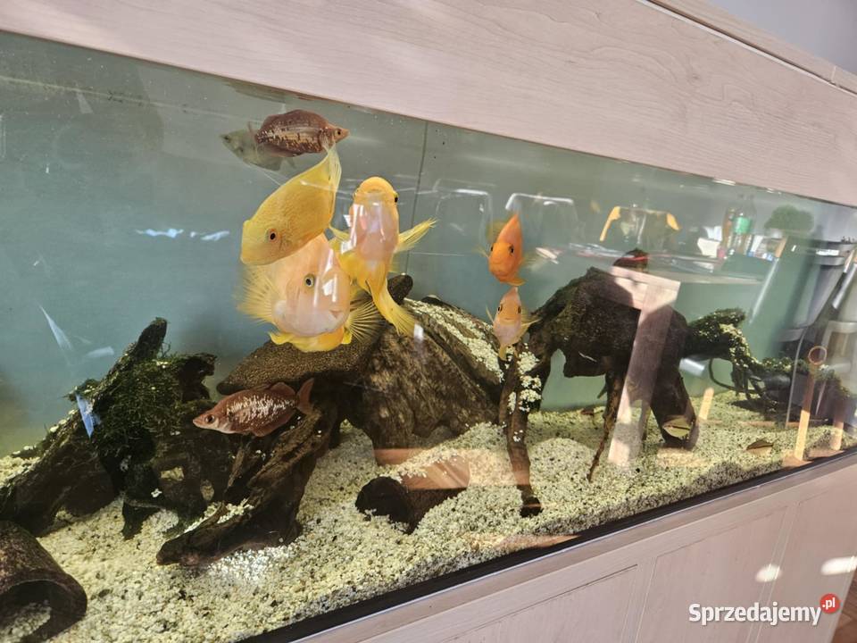 Akwarium 500L 200x50x50 szafka robiony na Akwarystyka