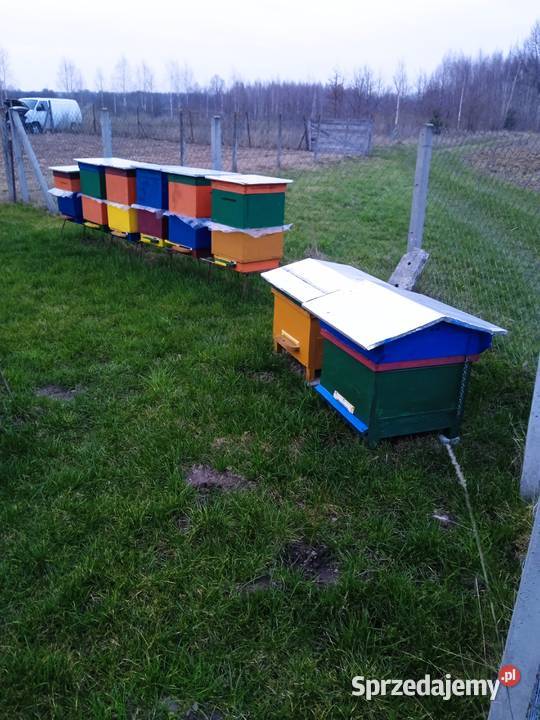 Sprzedam rodziny pszczele Odrzywół sprzedam