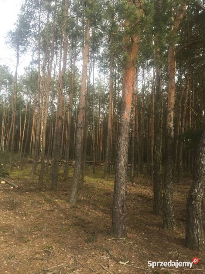 Zielonka 7300m2 Sprzedaż sprzedam