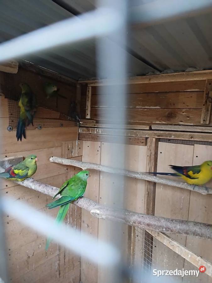 Bergi i barabandy mazowieckie