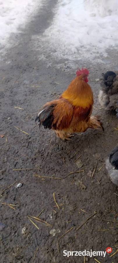 Kogut Kochin Tomaszów Lubelski sprzedam