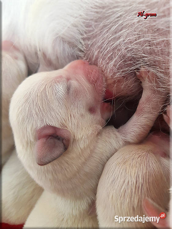 Labrador żółtebiszkoptowe szczenięta ZKWP FCI Chynów