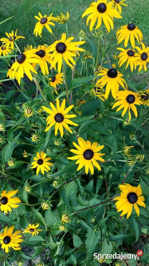 Rudbekia błyskotliwa mrozoodporna roślina do Łódź