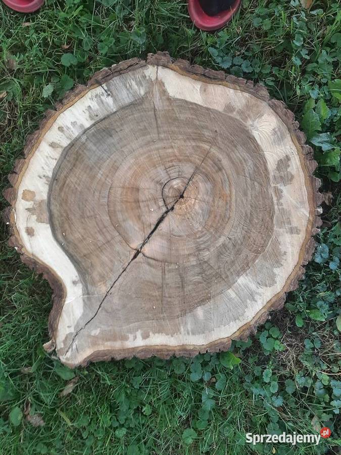 Plaster Orzecha Włoskiego 7075 Gruby 8 Na Stolik podkarpackie