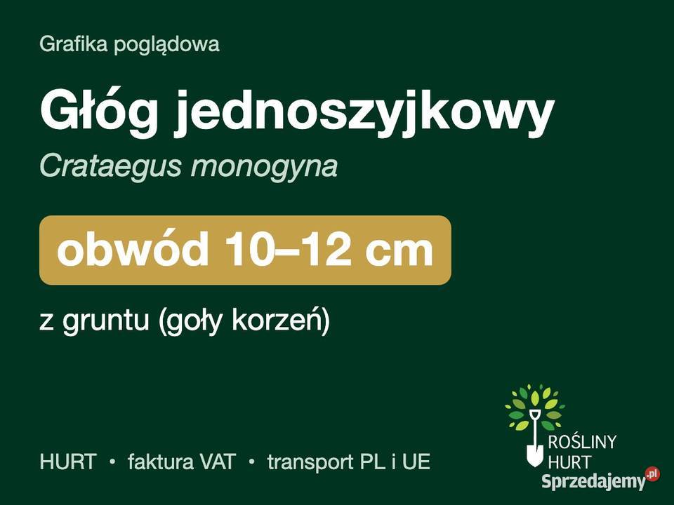 Głóg jednoszyjkowy obwód 1012 z gruntu HURT Liściaste wielkopolskie