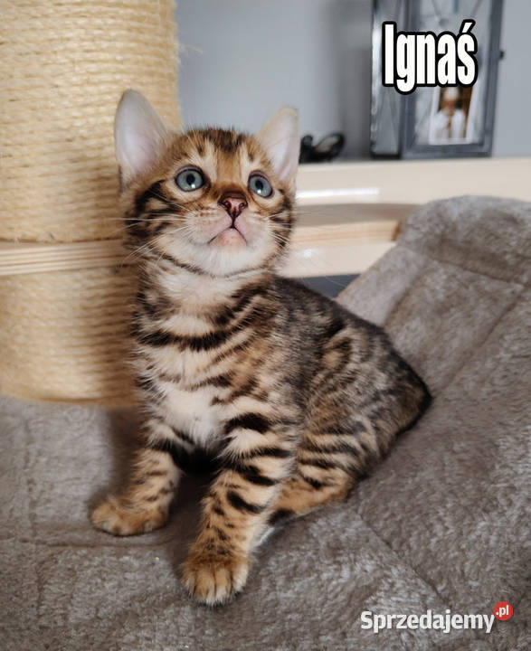 Kocięta bengalskie z rodowodem