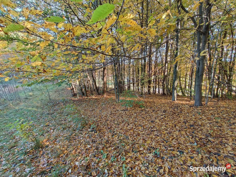 sprzedaży działki 3000m Gromadzin Sprzedaż