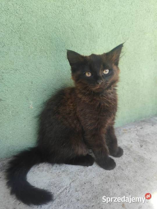 Maine Coon kotka świętokrzyskie Drygulec