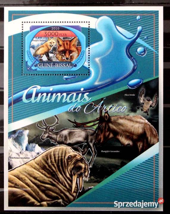 Gwinea Bissau fauna arktyczna 1 Oborniki