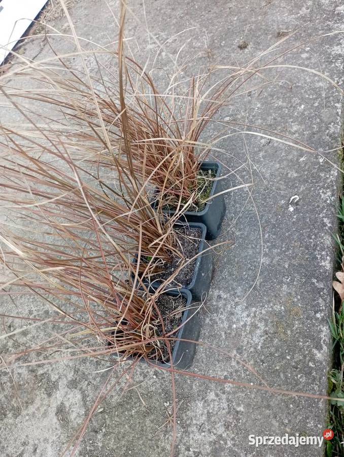 Turzyca buchanana Grodzisko