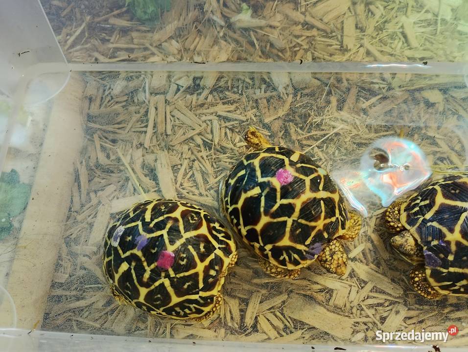 Żółw gwiaździsty lądowy Geochelone elegans