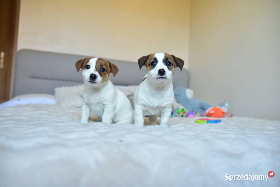 Jack Russell terrier fci sunia gotowa