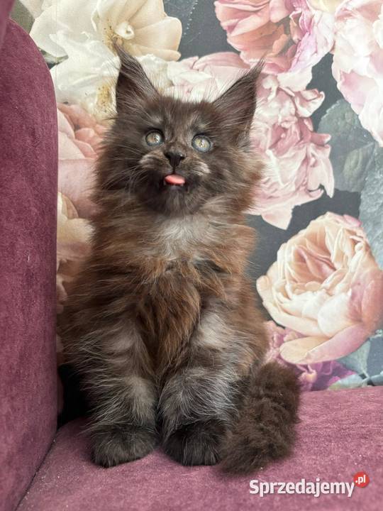Kotka Maine Coon Nera Maine Coon kujawsko-pomorskie
