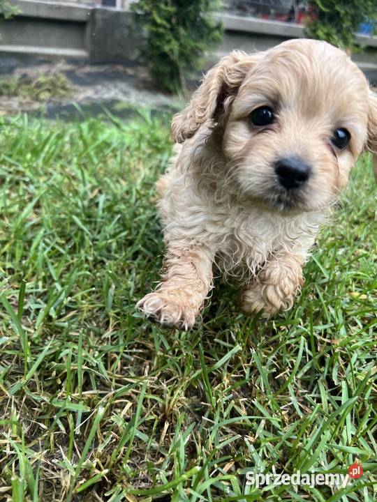 Cavapoo Bukowno
