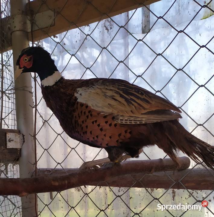 Młode bażanty łowne warmińsko-mazurskie Rybno