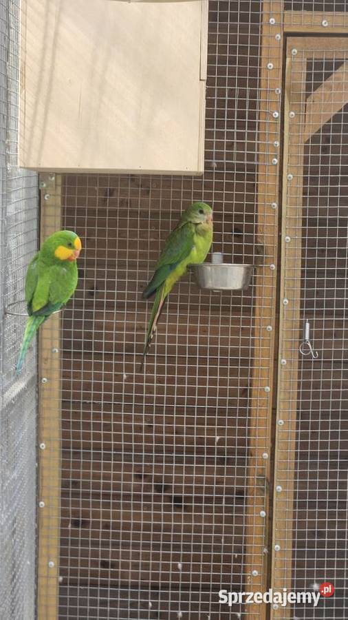 Sprzedam księżniczki tarczowe barabanda Poznań