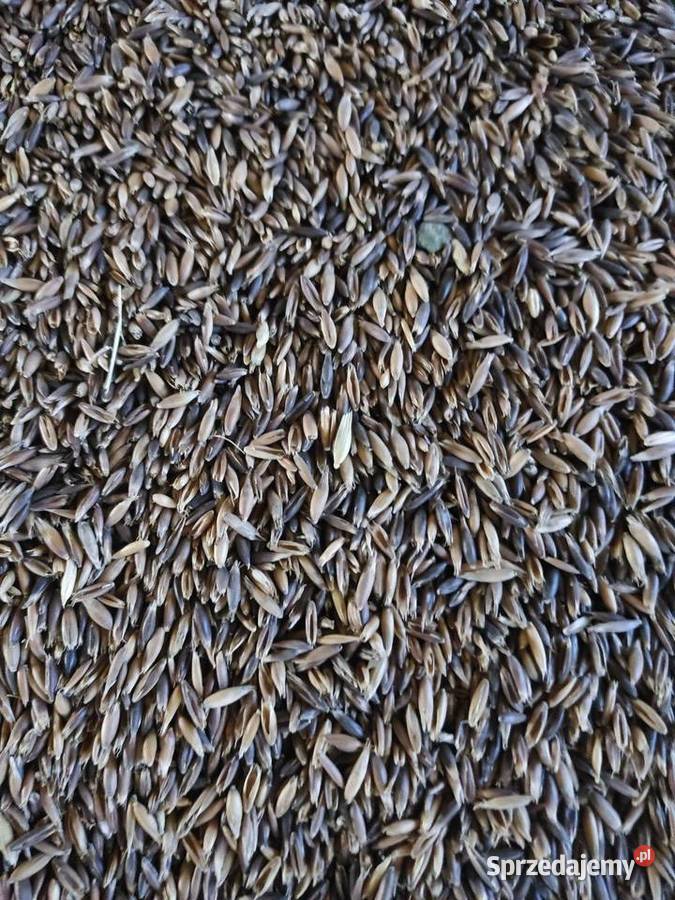 Owies zwyczajny gniady jary Skierbieszów sprzedam