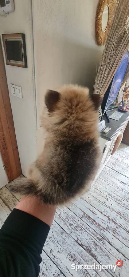 Pomeranian szpic miniaturowy szczeniaki suczki Frysztak