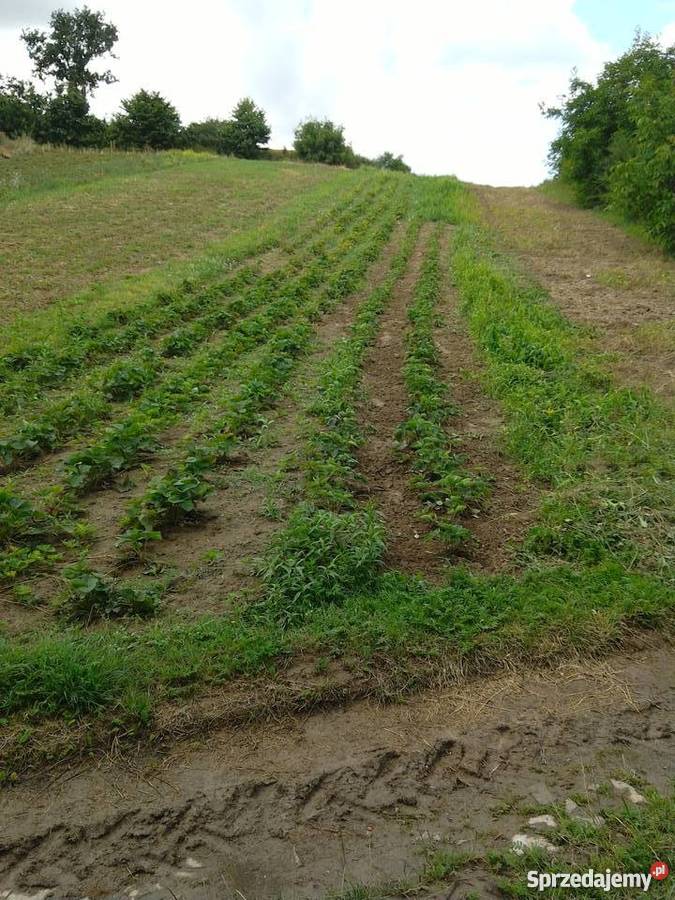 Działka budowlana 28 a Wiktorowice małopolskie