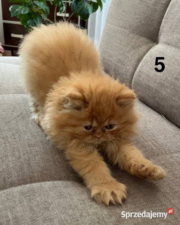 Rudobiszkoptowa kotka perska sprzedam